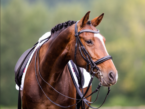 Browns Equestrian Co. Gift Card